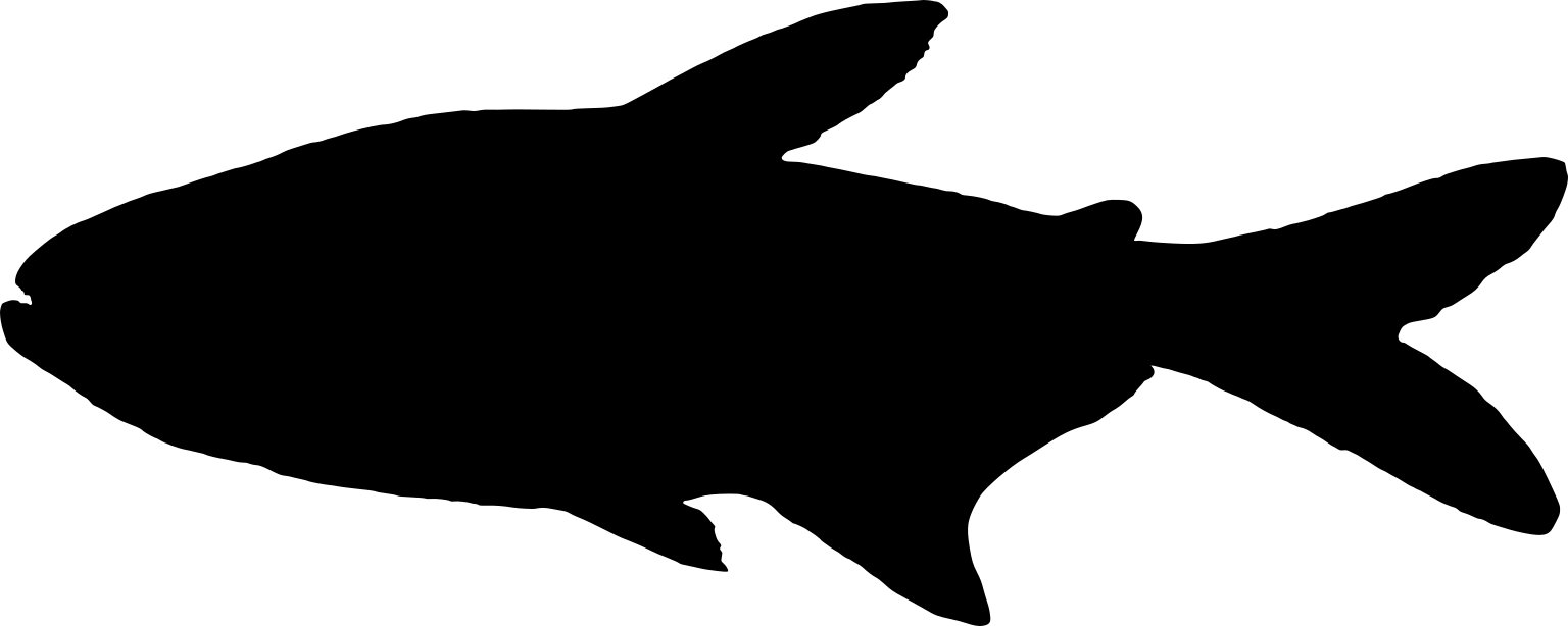 Hemigrammus barrigonae