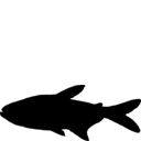 Hemigrammus barrigonae