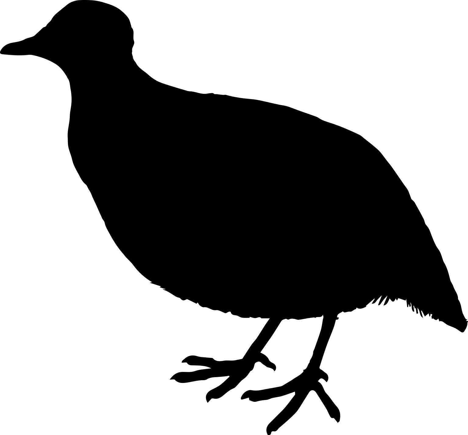Pedionomus torquatus