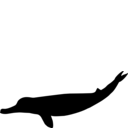 Yaquinacetus meadi