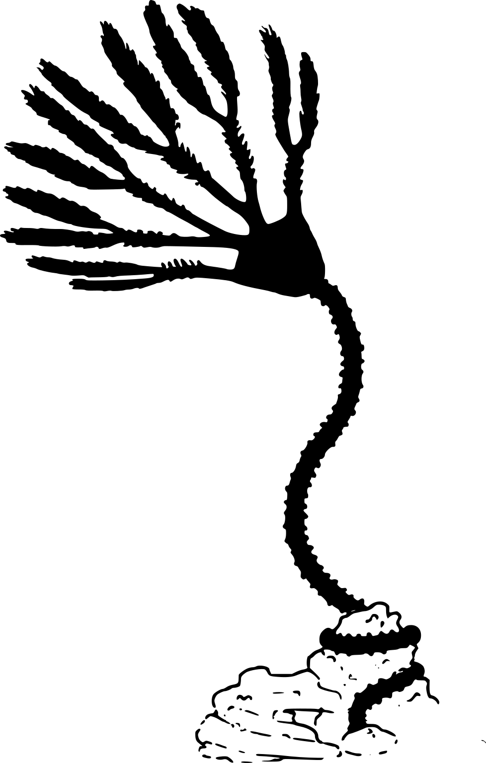 Pycnocrinus multibrachialis