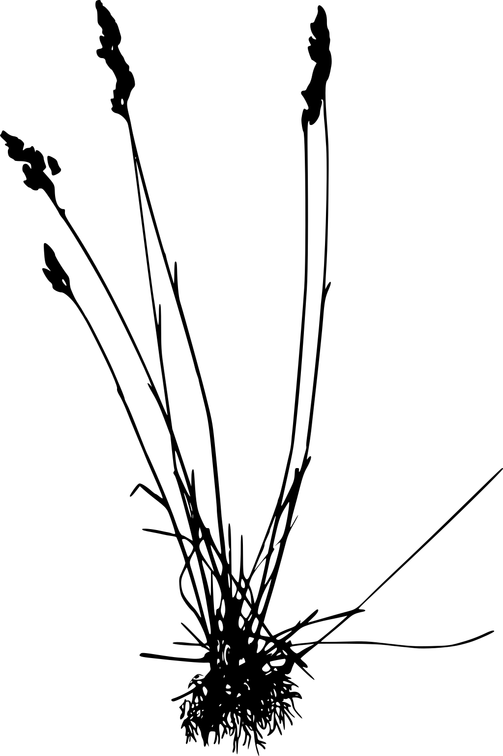 Poa pratensis