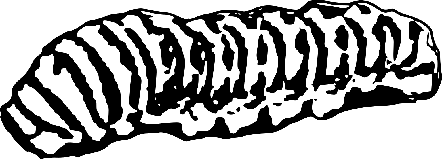 Papilio polyxenes