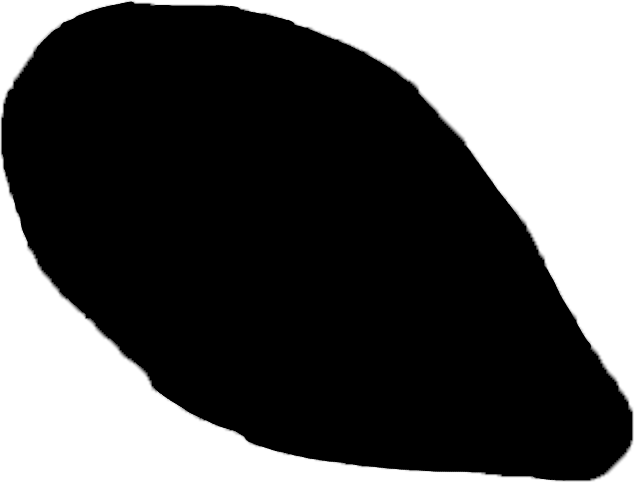Isodiametra pulchra