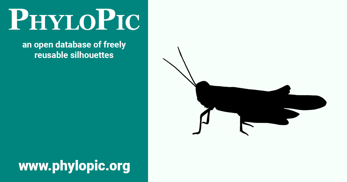 Trimerotropis maritima by Andy Wilson (CC0 1.0) PhyloPic