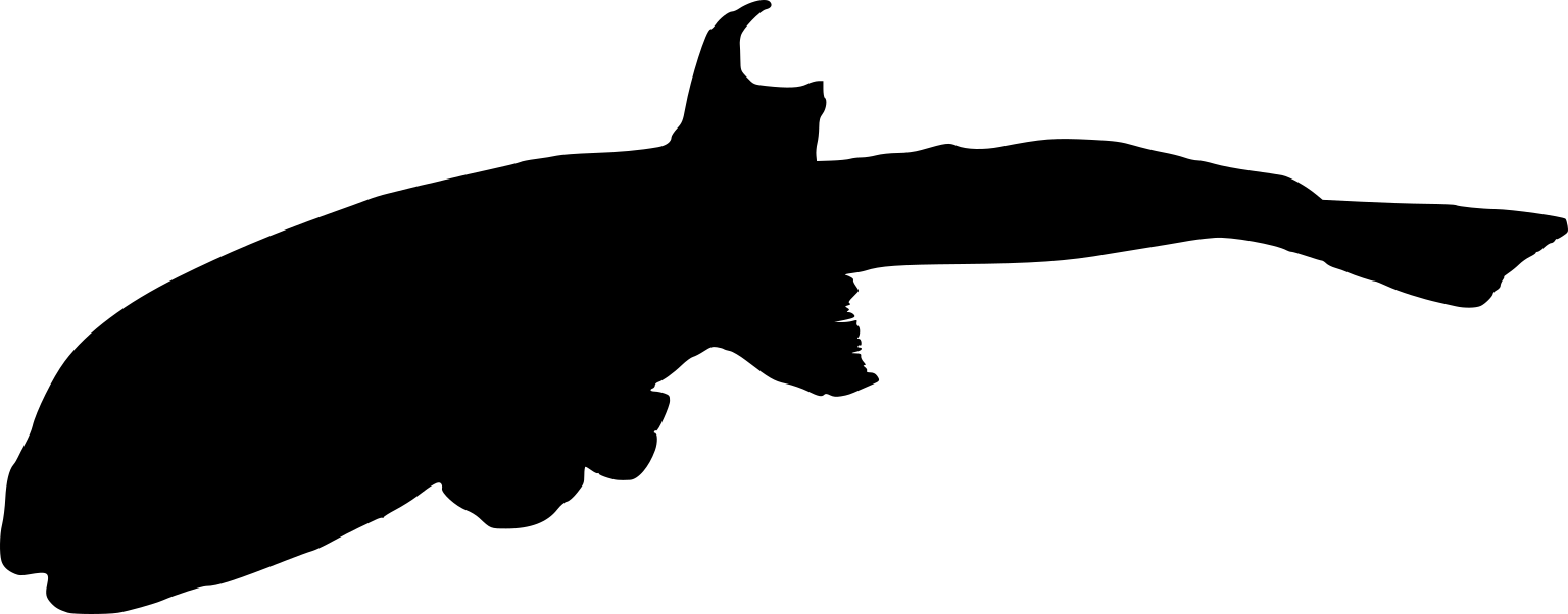 Tetraodon mbu