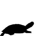 Pelomedusa subrufa