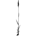 Cynosurus cristatus