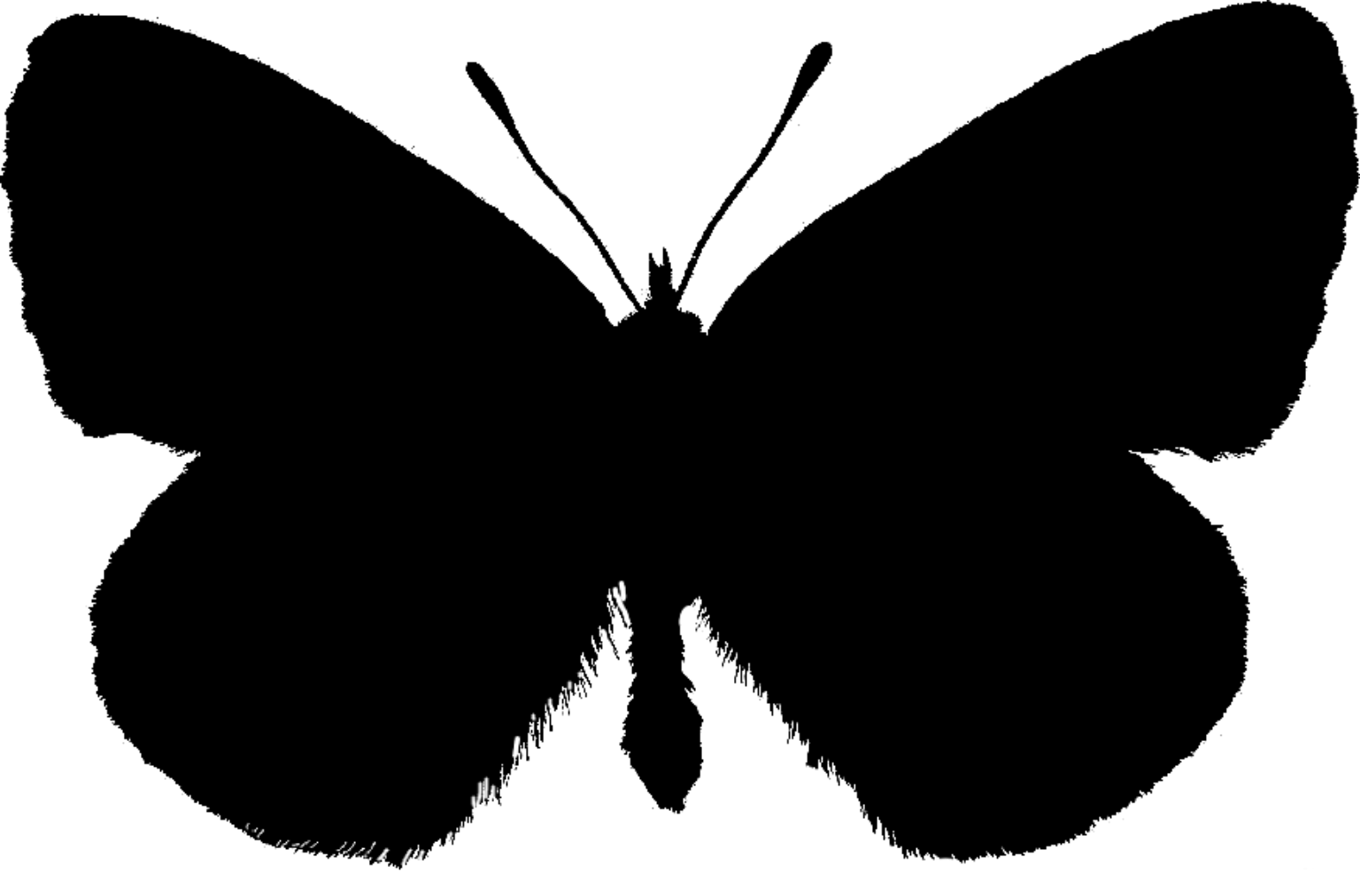 Phengaris nausithous
