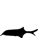 Gnathonemus petersii