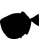 Tetragonolepis semicinctus