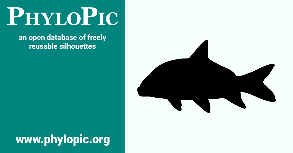 Ictiobus bubalus (CC0 1.0) PhyloPic