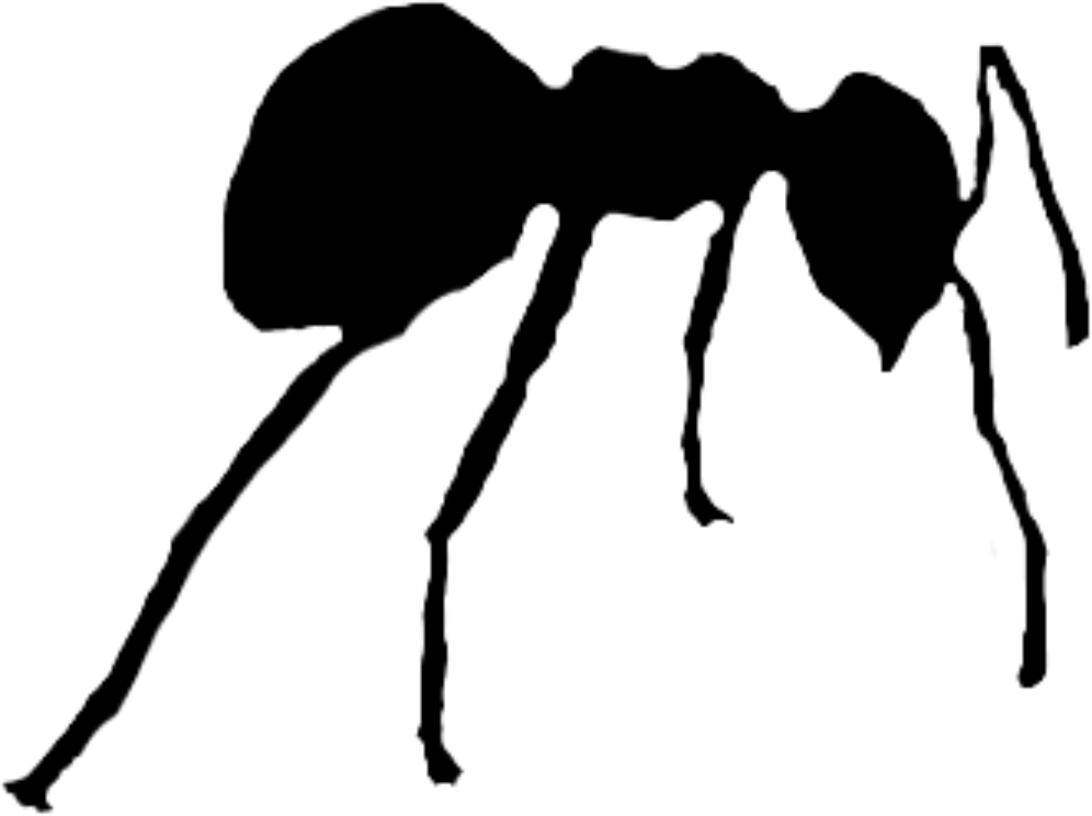 Lasius fuliginosus