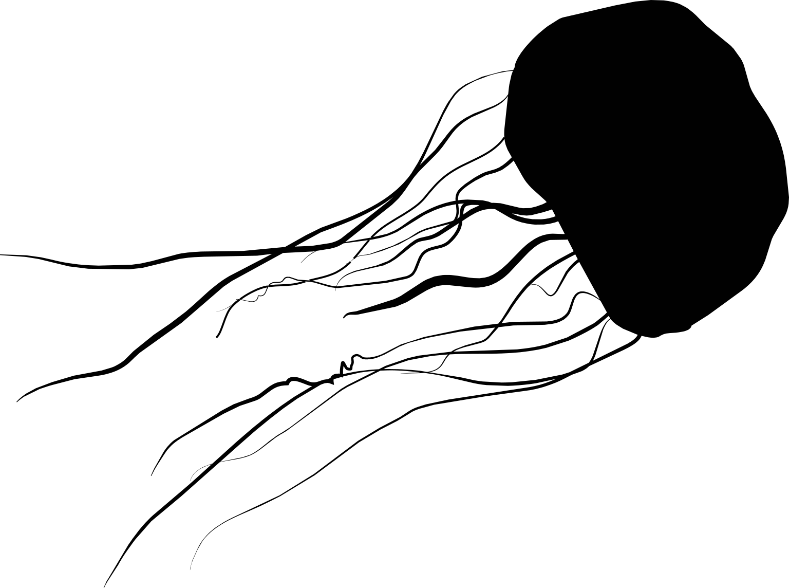 Scyphozoa