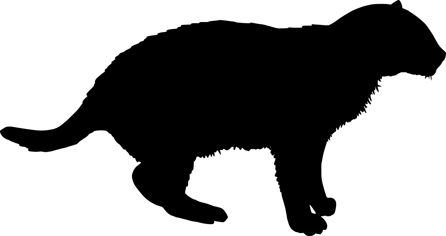 Prionailurus viverrinus