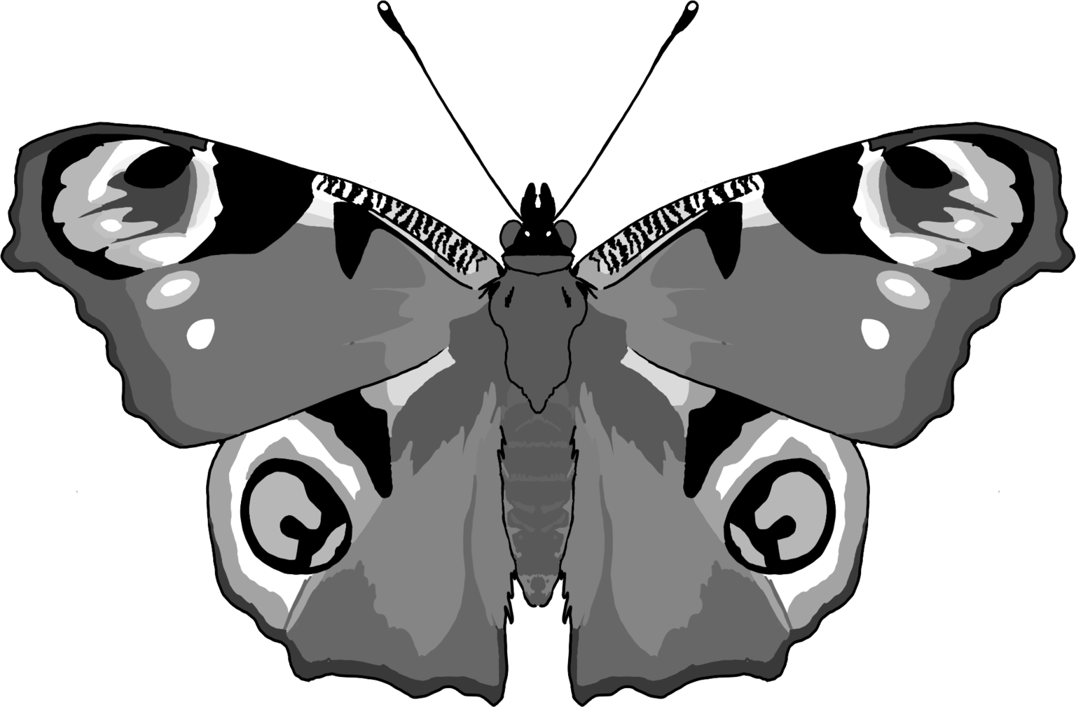 Aglais io