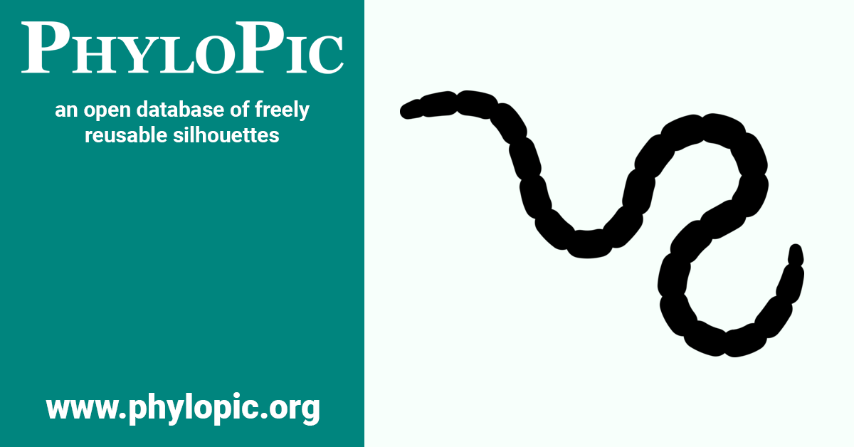 Lumbricus terrestris (CC0 1.0) - PhyloPic