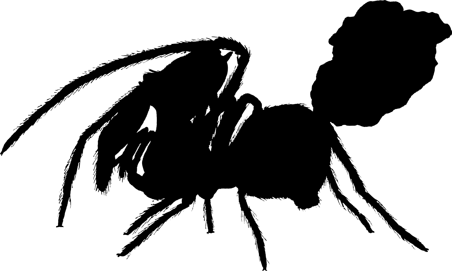 Afrarchaea woodae