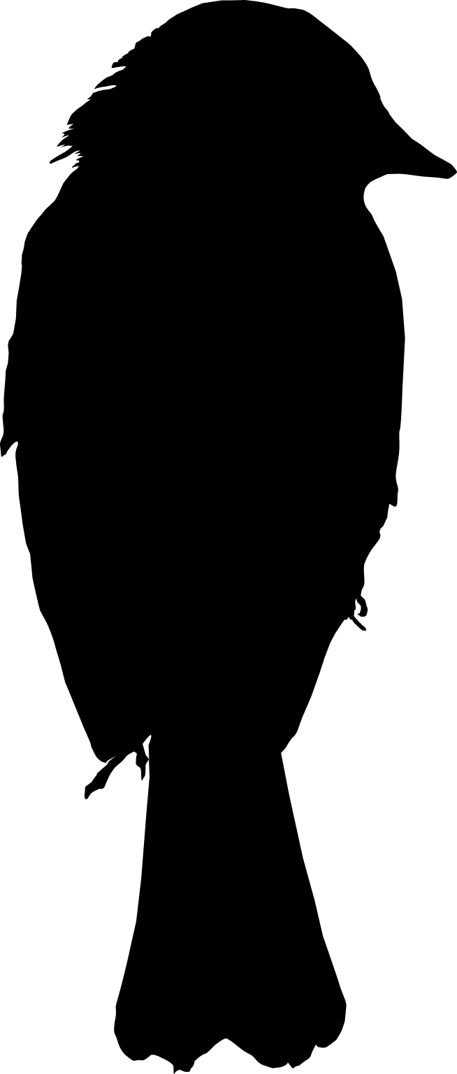 Sayornis phoebe