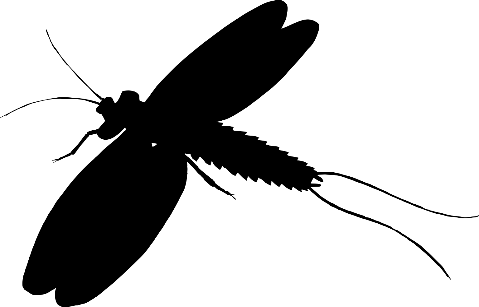 Mazothairos enormis
