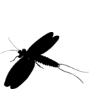 Mazothairos enormis