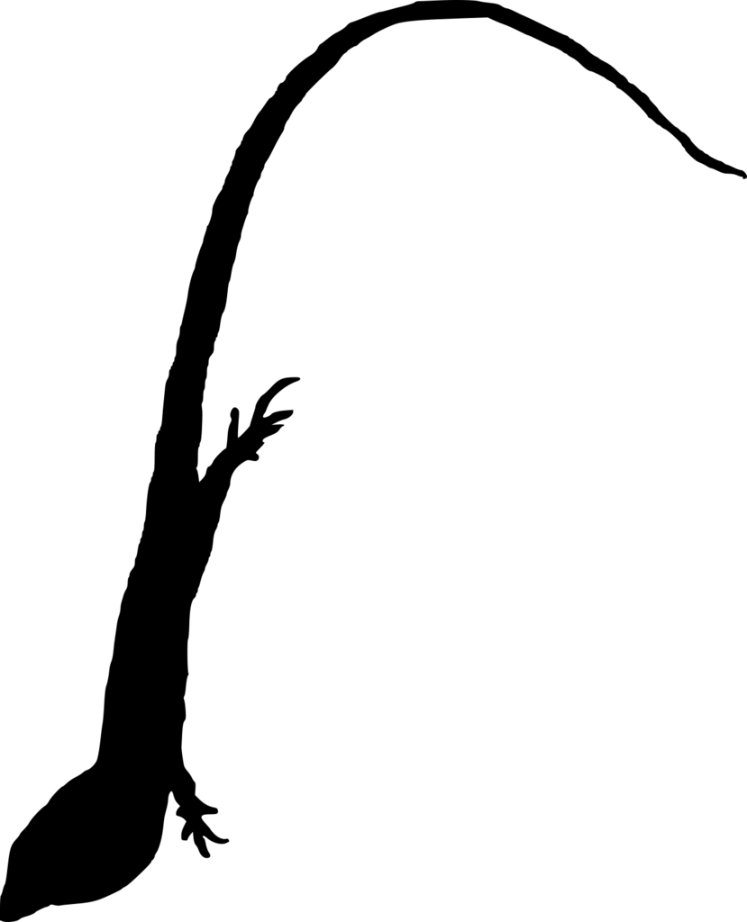 Ctenonotus poncensis