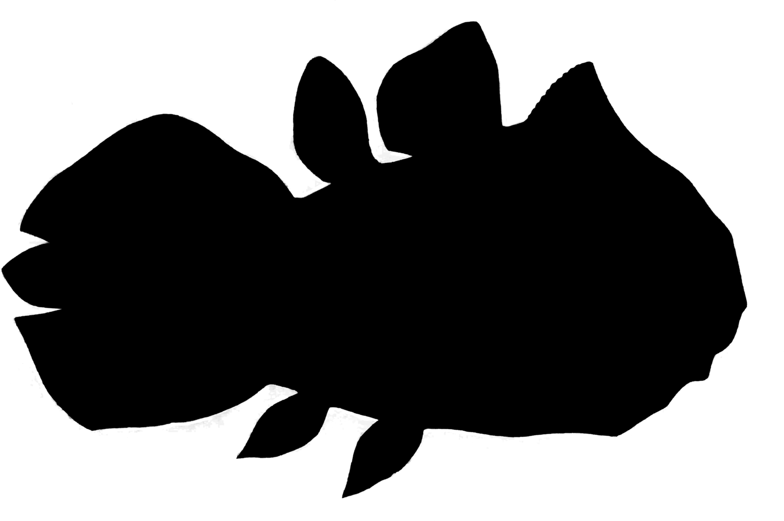 Foreyia maxkuhni
