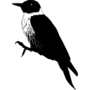 Melanerpes lewis