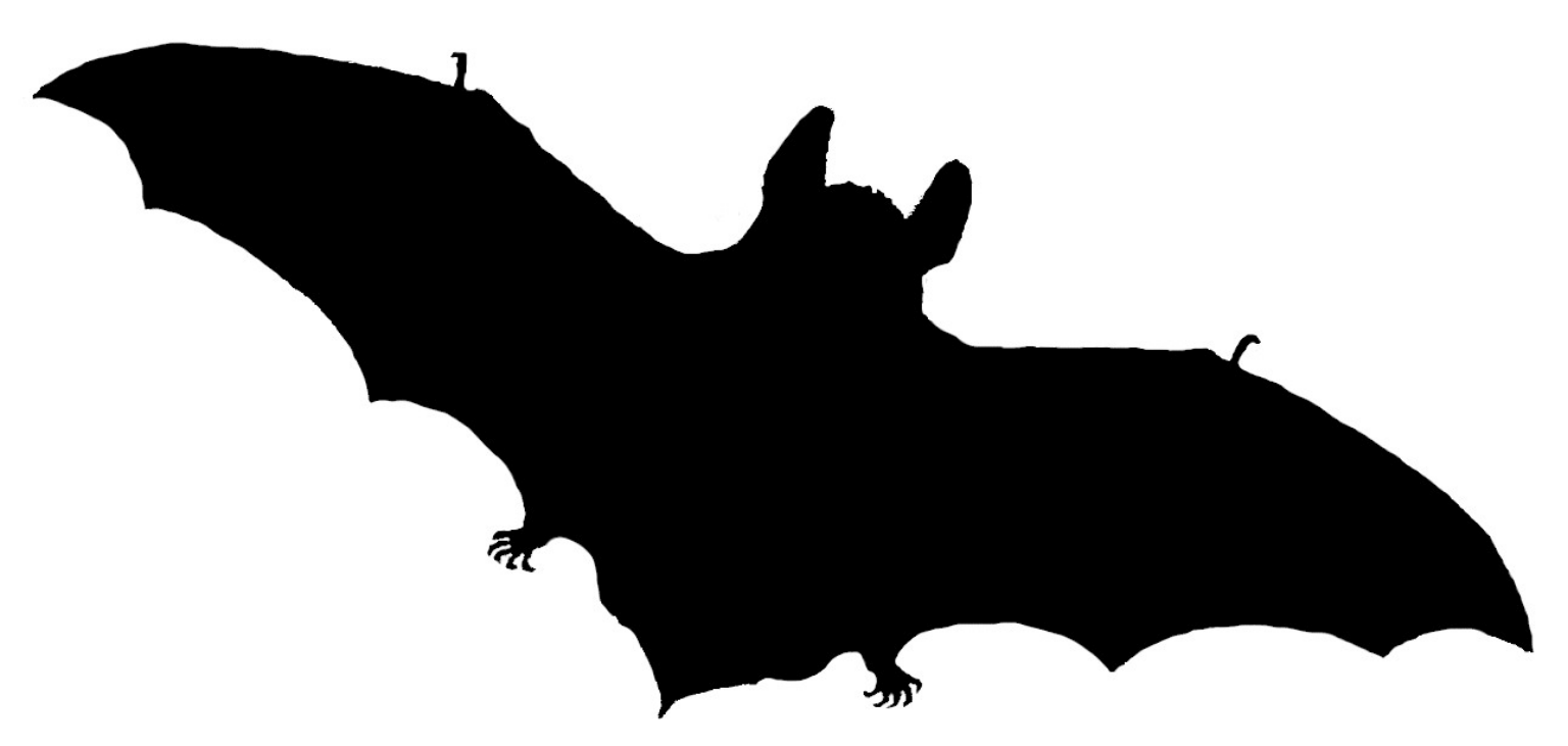 Myotis bechsteinii