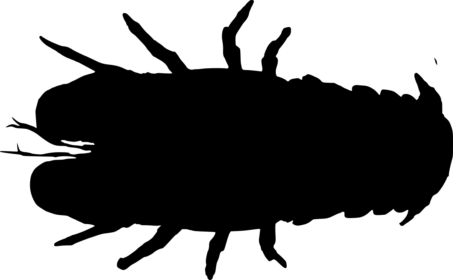 Scyllarides squammosus