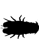 Scyllarides squammosus