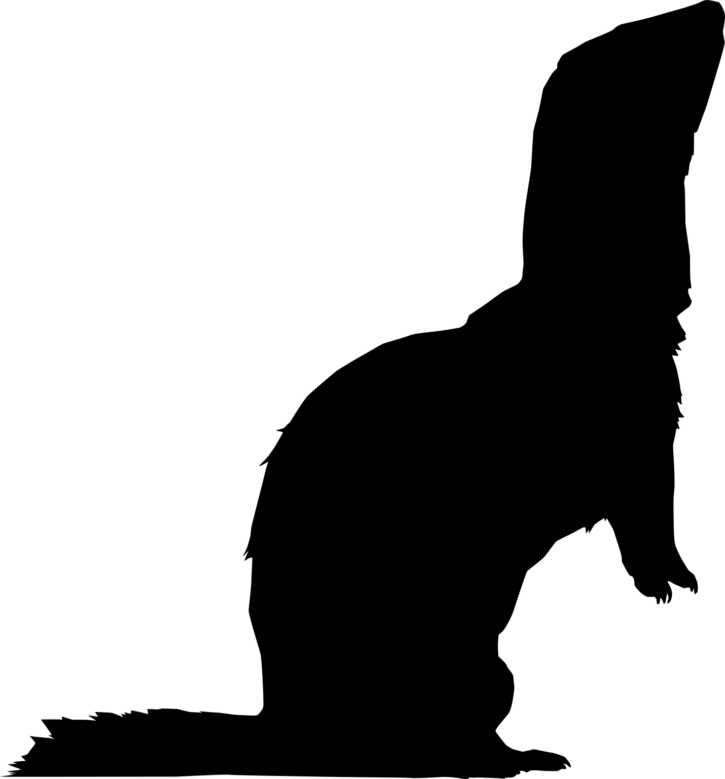 Mustela putorius