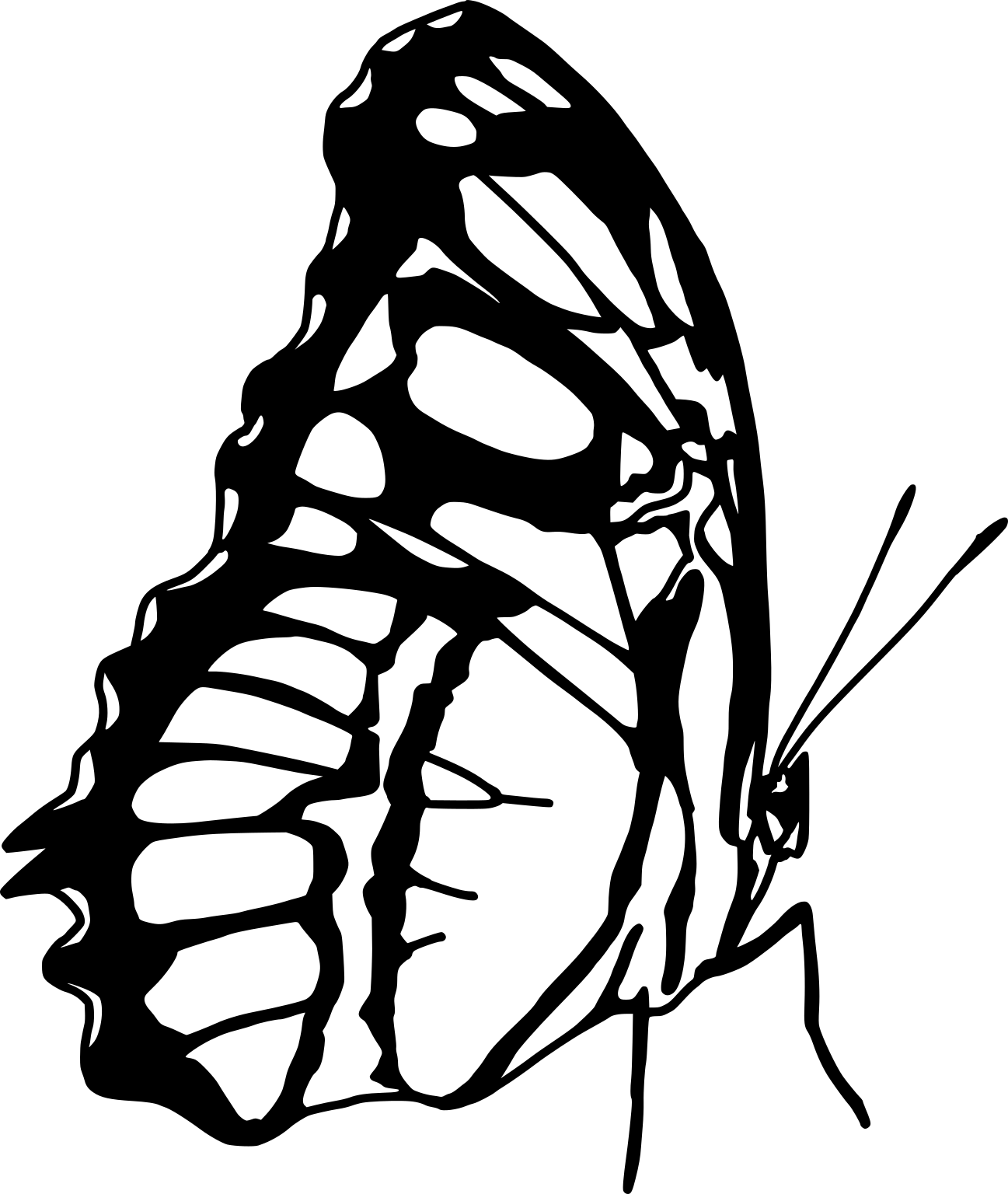 Siproeta stelenes