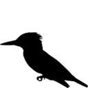 Megaceryle alcyon
