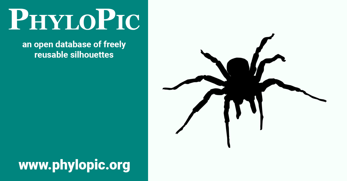 Atrax robustus by Margot Michaud (CC0 1.0) - PhyloPic