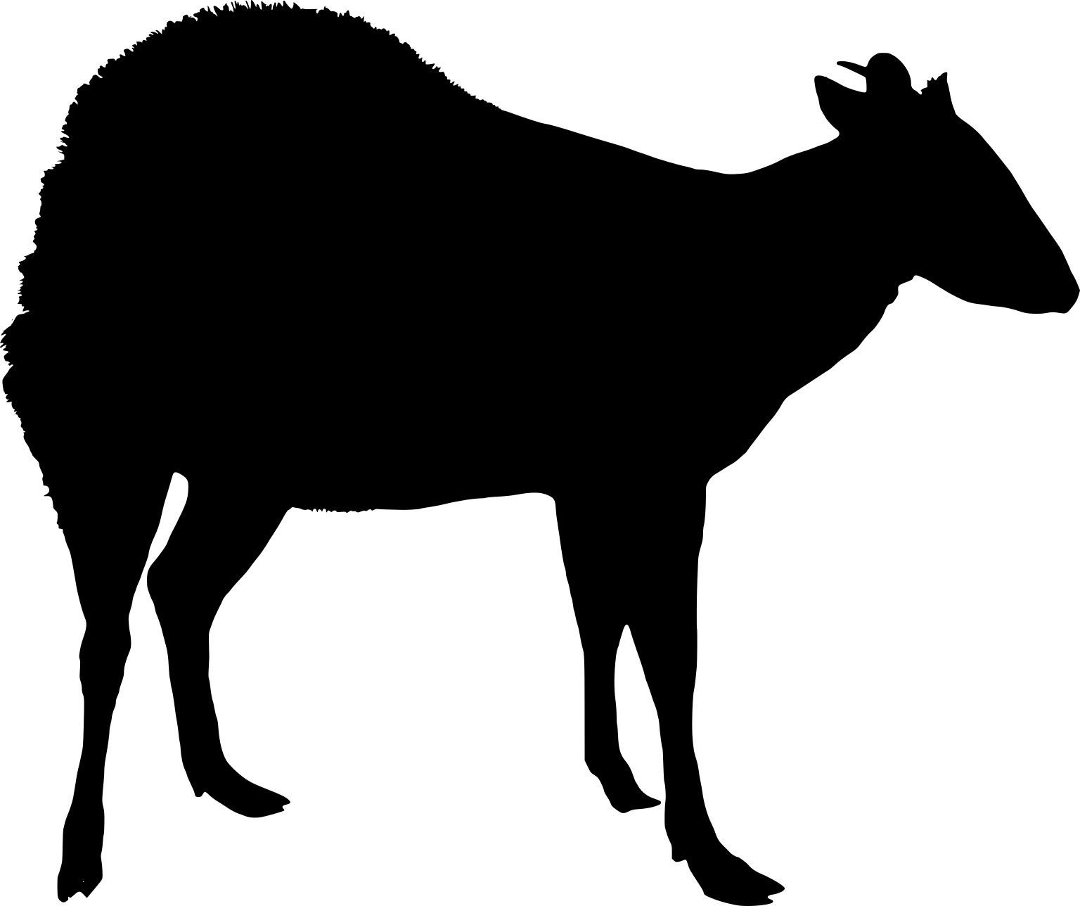 Cephalophus silvicultor