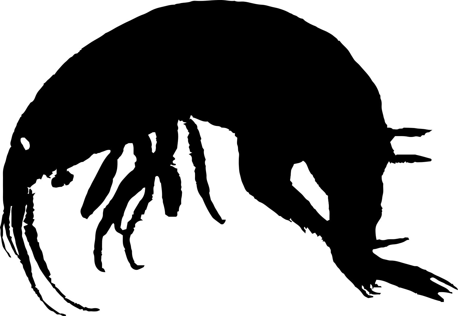 Hyalella