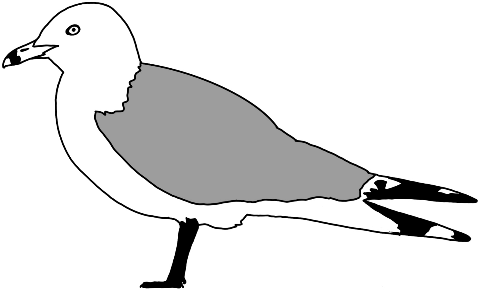 Larus delawarensis