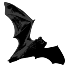 Lasionycteris noctivagans