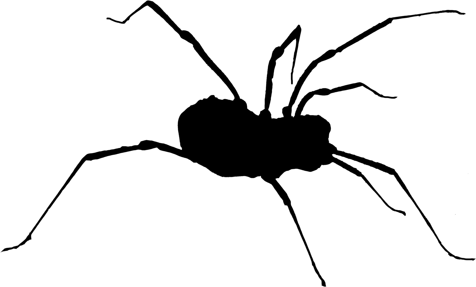 Triaenonychidae