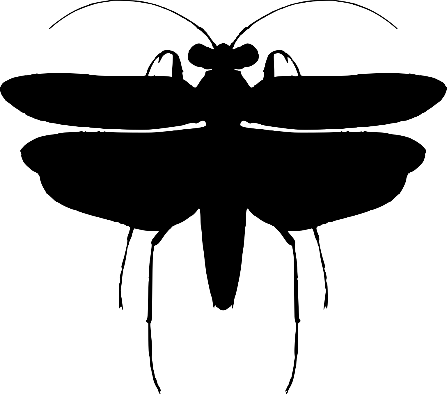 Amorphoscelis elegans